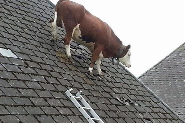 cow sloped roof.jpg