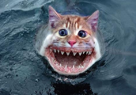 animal morph animal cat shark.jpg