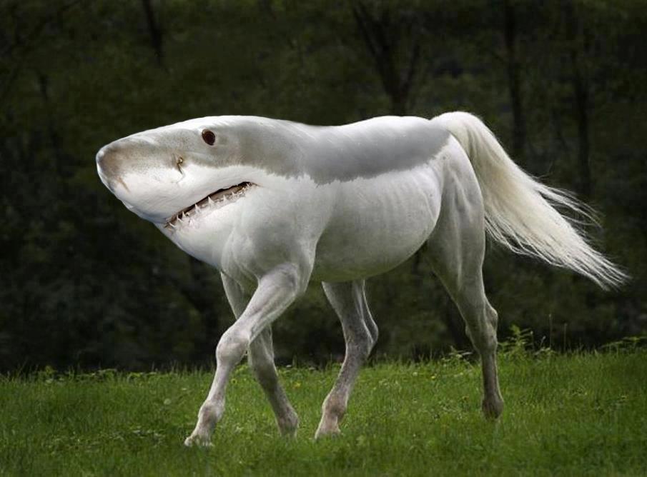 animal morph animal shark horse.jpg