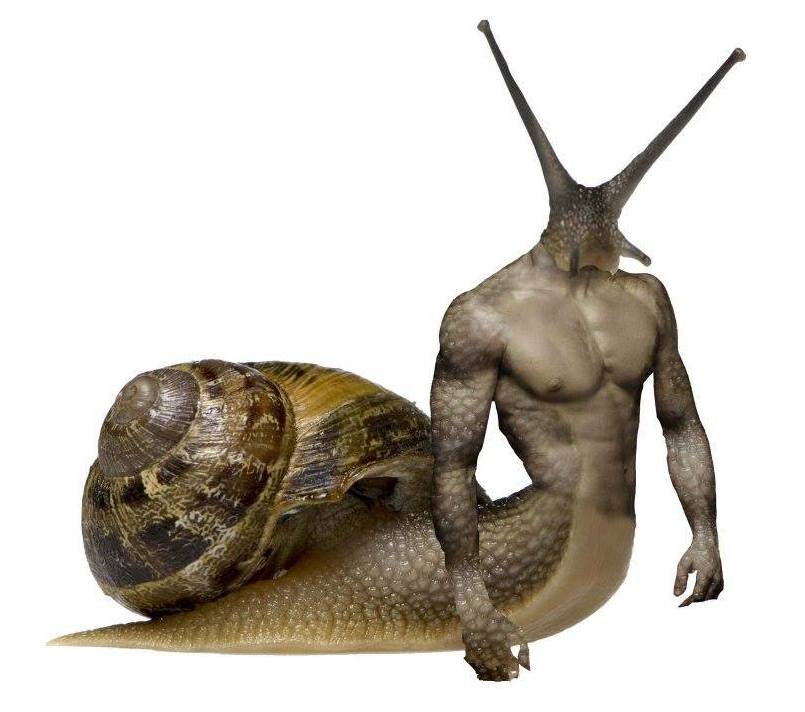 animal morph animal snail man.jpg