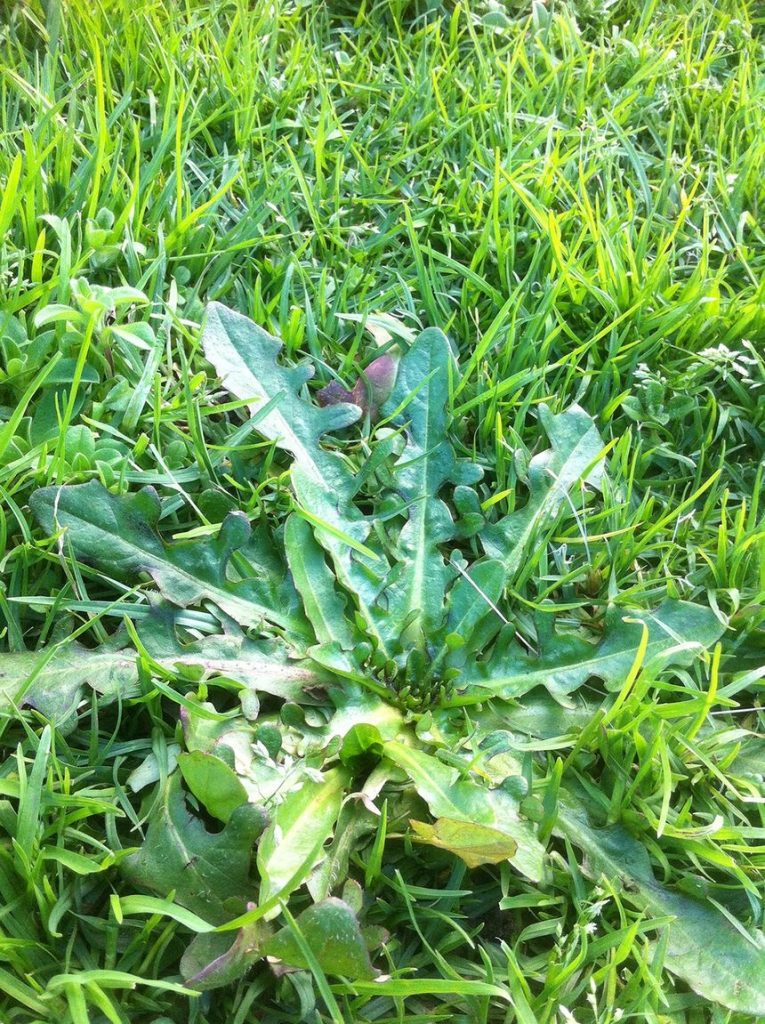 flat-weed
